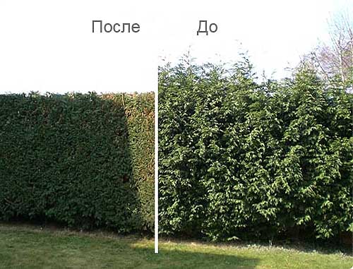 стрижка живой изгороди