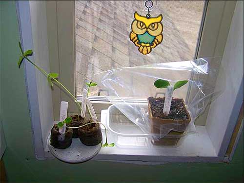 Комнатные растения - уход зимой