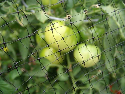 Сетка для защиты огорода и деревьев на даче от птиц